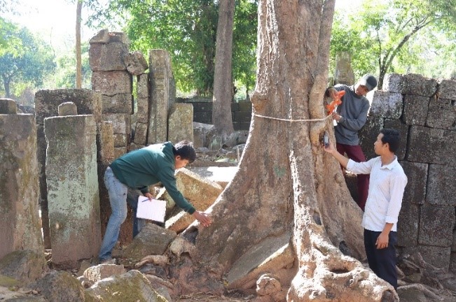 Tree risk management and aesthetics at Koh Ker Site